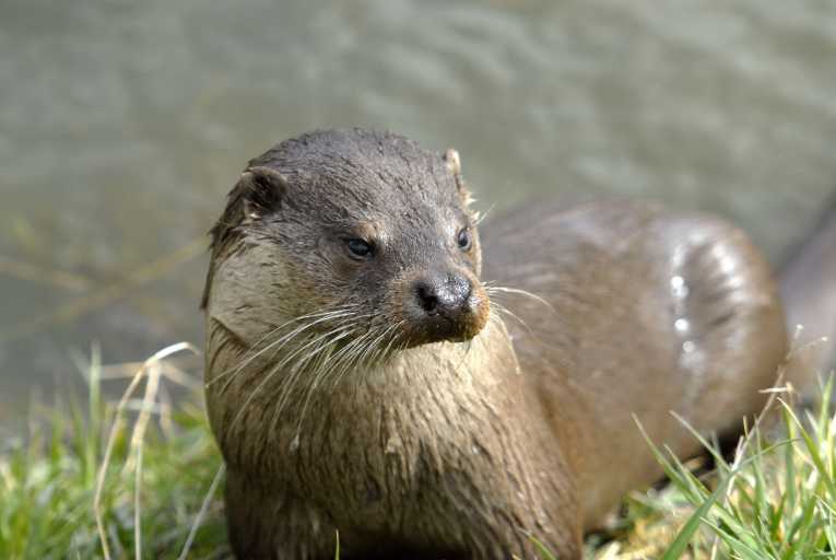 £100 million investment for UK river wildlife