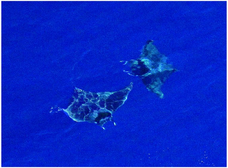 Devil rays surviving in the Mediterranean.