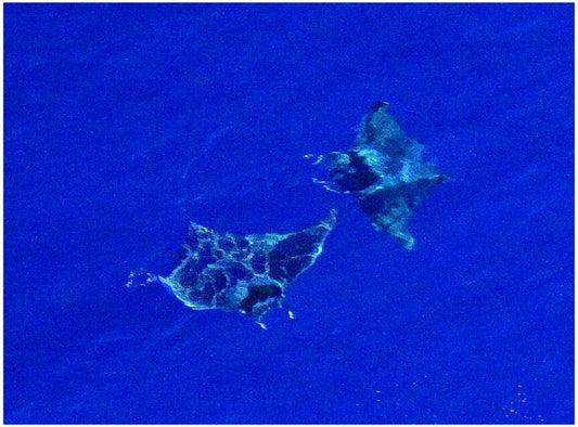 Devil rays surviving in the Mediterranean.