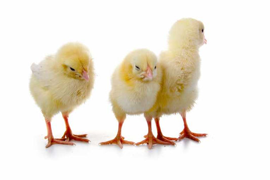 3D orientation does it for us and chicks