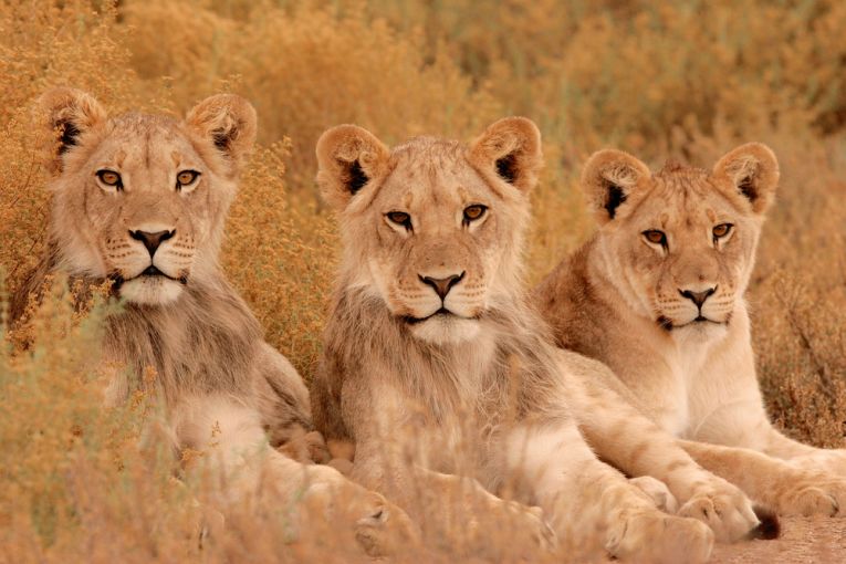 Lions in deep trouble