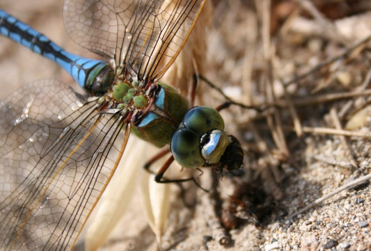 Why did the dragonfly cross the road?