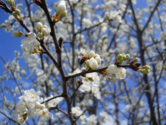 Bumblebees: Gone with the Wind? A Major Disappearance