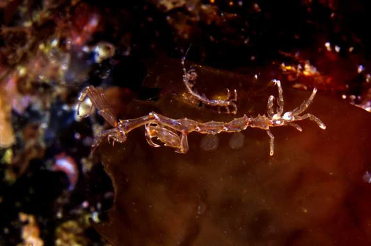 Help spot the invaders on British shores urges marine charity