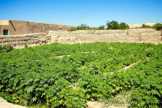 The Environment: Another Casualty of the International Drug Trade