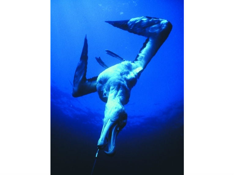 Albatross deaths from longline fishing higher than thought