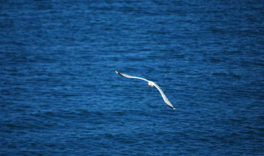 Return of the Short-Tailed Albatross