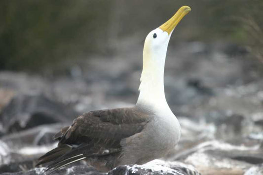 Mum at 60 - oldest bird in the U.S. has a chick