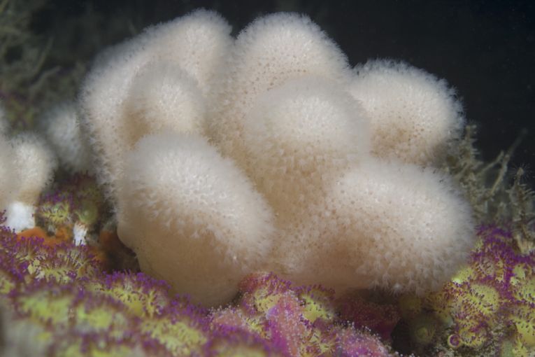 Sea change in Europe is slow