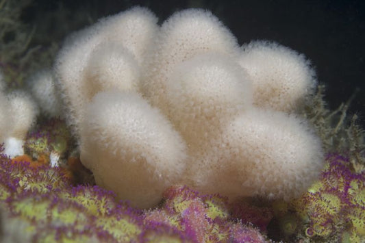 Sea change in Europe is slow