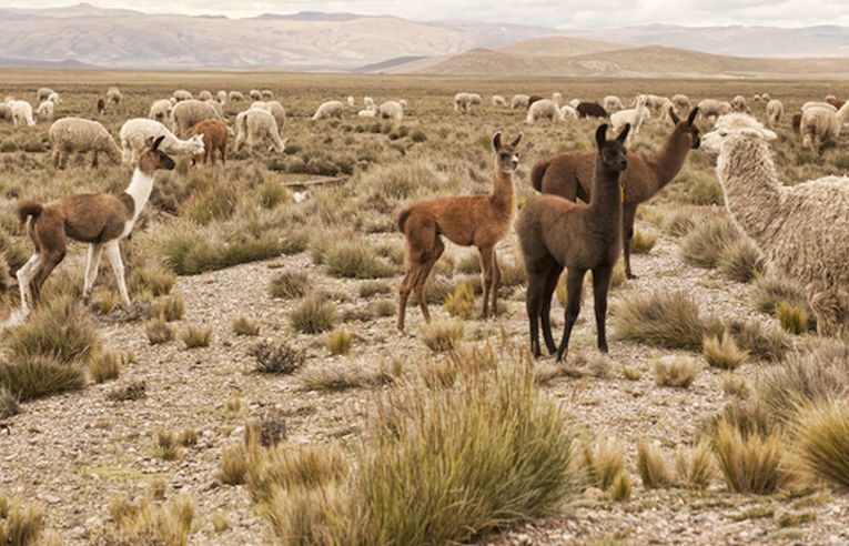 South American problems/climate change in Lima today