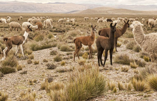 South American problems/climate change in Lima today