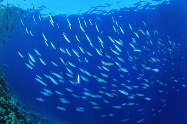 Ancient native secrets of sustainable ocean fishing