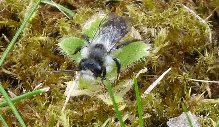 Bees succeed against the odds, even when solitary.