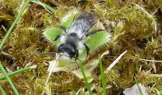 Bees succeed against the odds, even when solitary.