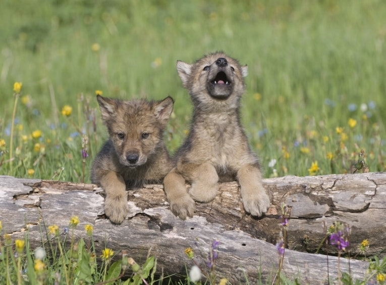 The wolf at the door and the sandpiper that migrates: Animals in their niches