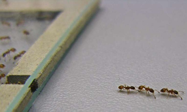 New Homes for Ants: socialism in insects!