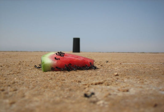 Desert memories and route guidance - for ants