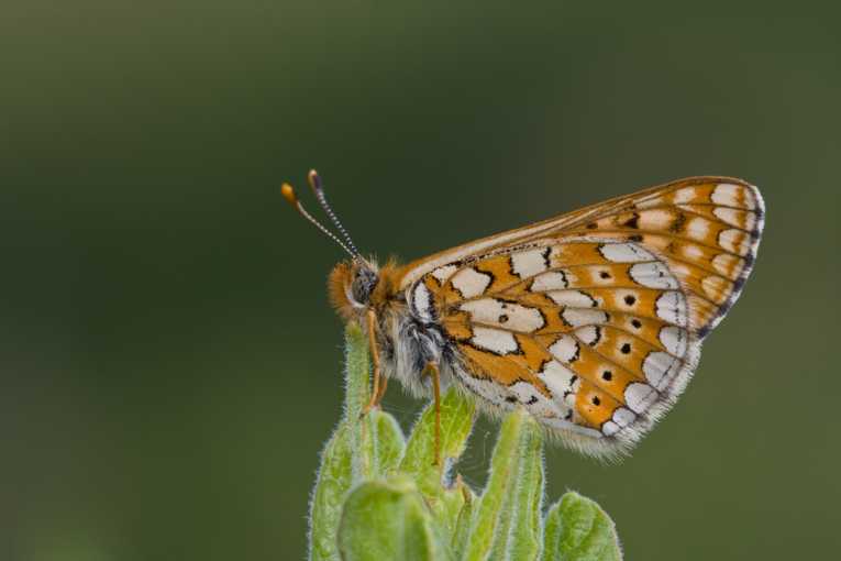 Apollo and Europa butterflies