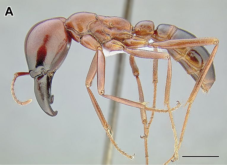 Superorganism extraordinaire-a full expose on army ants.