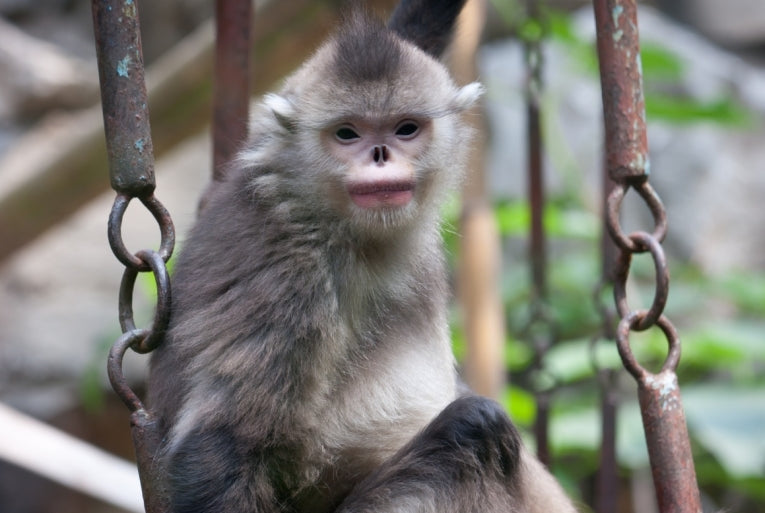 Asian primate evolution livened up by an odd-nosed monkey