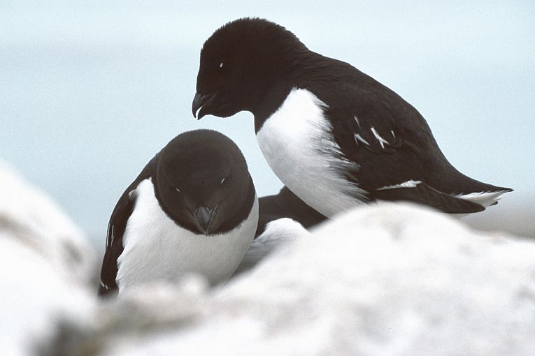 Auks transform Arctic ecosystems.
