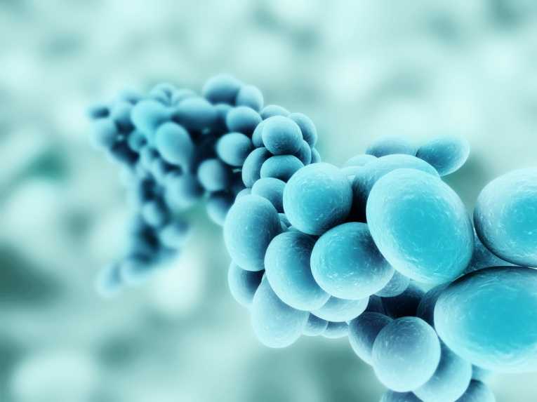 Avocado compound helps fight hospital bacteria – Earth Times
