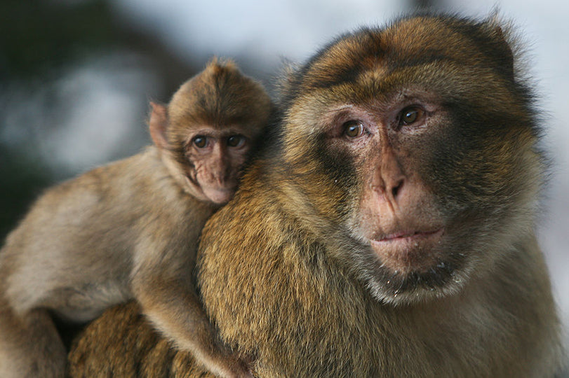 Barbary macaques : threatened and unique.