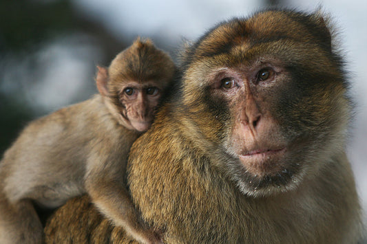 Barbary macaques : threatened and unique.