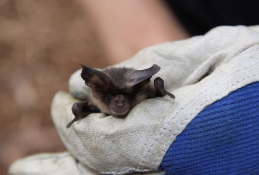 Bat predation is affected by odour