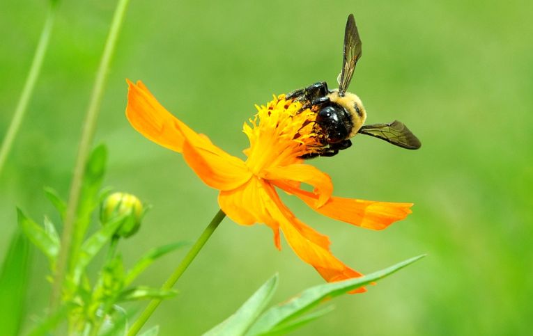 Bees = humans, in false memory at least.