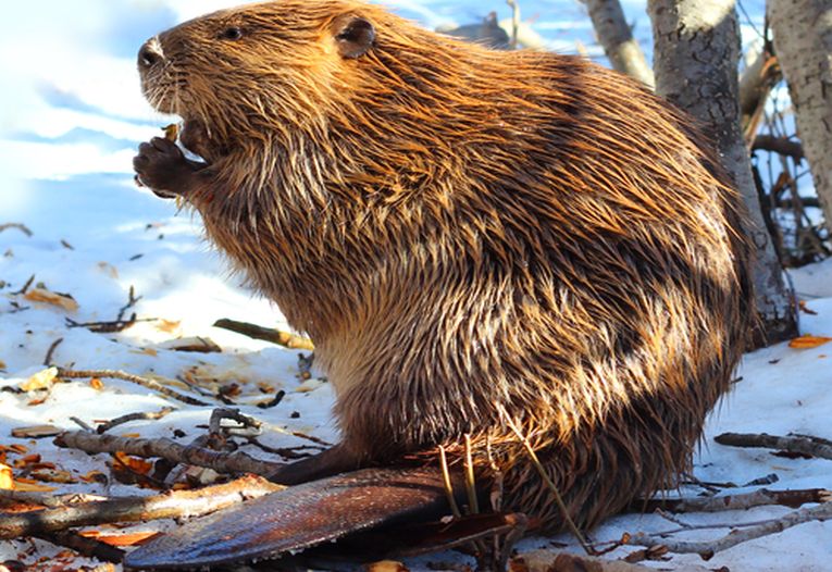 Fantastic ancient fauna precedes mammal evolution