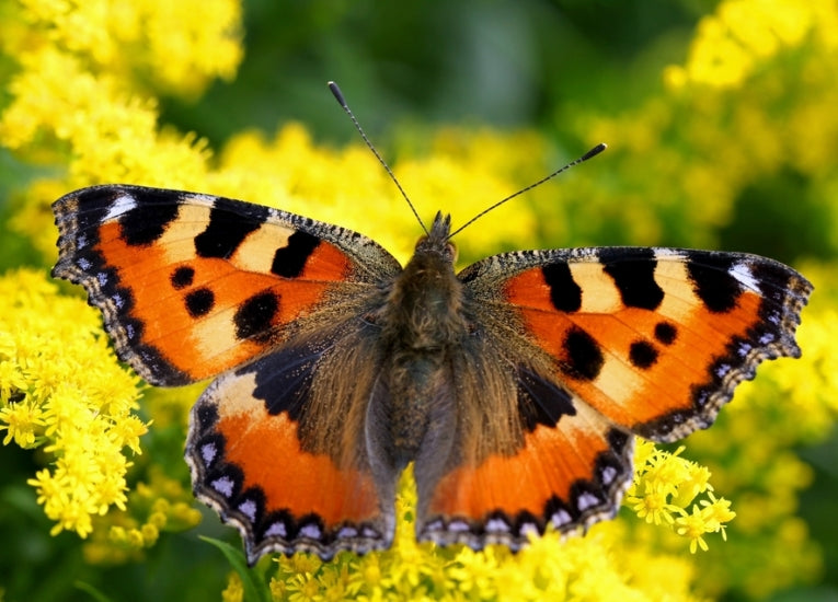 The bees and the butterflies are missing