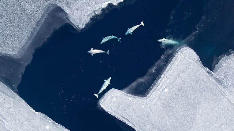 Pathogens find new hosts as Arctic ice melts