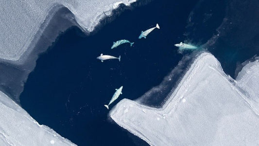 Pathogens find new hosts as Arctic ice melts