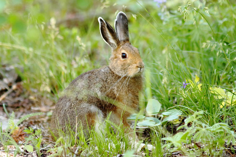 How forest ecosystems work in NW Europe and the Yukon