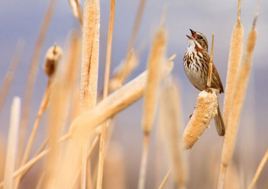 Bills and Island Songsters