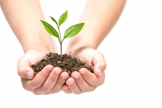 Biochar - Wisdom of Ancient Amazonians May Hold Secrets of Carbon Capture