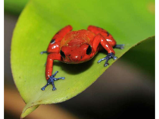 Why biodiversity really does matter