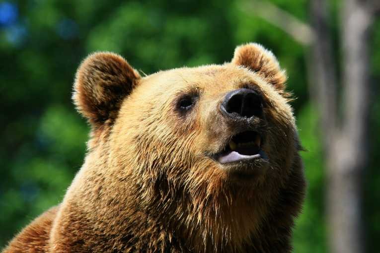 Biodiversity (Biological Diversity)