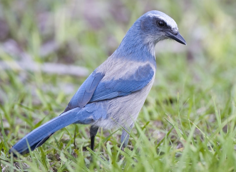 Bird Conservation: A History