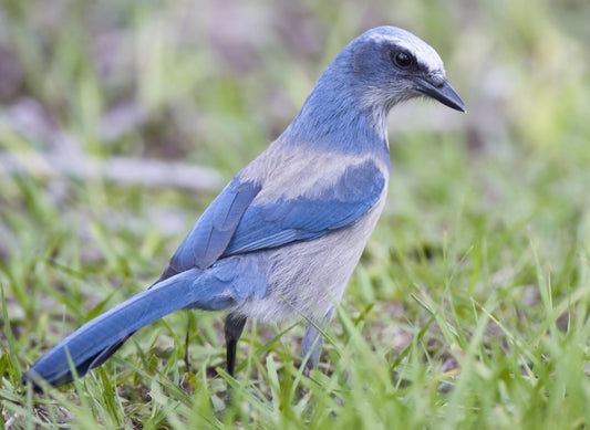 Bird Conservation: A History