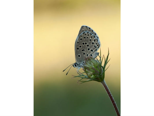 Oh, those blue butterflies are so near the brink