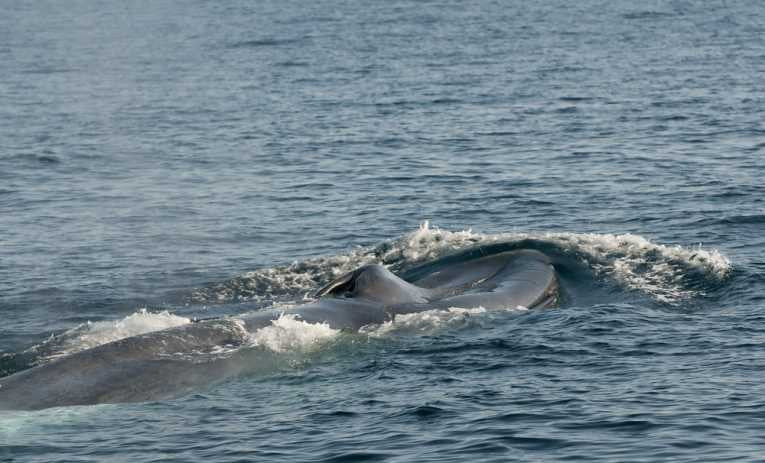 Blue Whale (Balaenoptera musculus)
