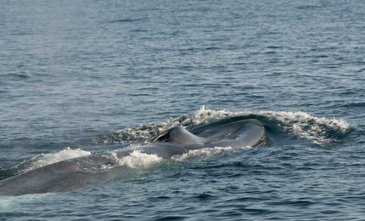 Blue Whale (Balaenoptera musculus)