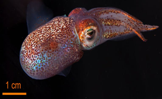 The essence of animal bodies - bacterial cooperation