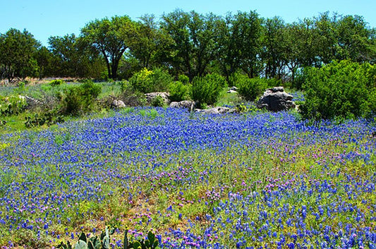 Oil boom in Texas is over?