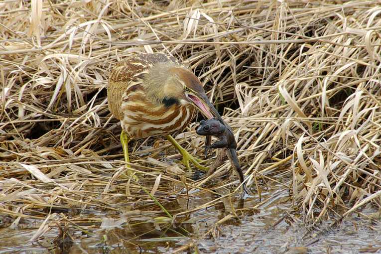 Booming bitterns are bouncing back