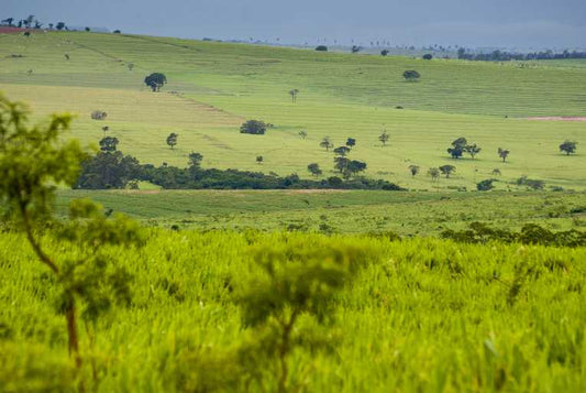 Is Brazil's Cerrado the ''ugly duckling'' of conservation?