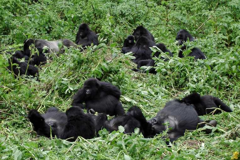 Broadcasting the message of gorilla conservation across the Congo